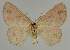  ( - BC EF Lep 02307)  @13 [ ] Copyright (2010) Unspecified Research Collection of Egbert Friedrich