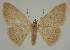  (Idaea uniformisEF01 - BC EF Lep 02316)  @13 [ ] Copyright (2010) Unspecified Research Collection of Egbert Friedrich