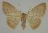  (Idaea uniformis - BC EF Lep 02317)  @14 [ ] Copyright (2010) Unspecified Research Collection of Egbert Friedrich