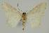  (Idaea AH02 - BC EF Lep 02320)  @14 [ ] Copyright (2010) Unspecified Research Collection of Egbert Friedrich