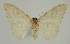  ( - BC EF Lep 02321)  @13 [ ] Copyright (2010) Unspecified Research Collection of Egbert Friedrich