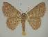  (Idaea crinipesEF01 - BC EF Lep 02322)  @14 [ ] Copyright (2010) Unspecified Research Collection of Egbert Friedrich