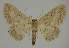  (Idaea exempta - BC EF Lep 02325)  @14 [ ] Copyright (2010) Unspecified Research Collection of Egbert Friedrich