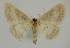  ( - BC EF Lep 02325)  @13 [ ] Copyright (2010) Unspecified Research Collection of Egbert Friedrich