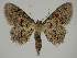  (Idaea EF15 - BC EF Lep 02326)  @14 [ ] Copyright (2010) Unspecified Research Collection of Egbert Friedrich