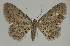  ( - BC EF Lep 02327)  @11 [ ] Copyright (2010) Unspecified Research Collection of Egbert Friedrich