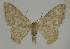  ( - BC EF Lep 02329)  @13 [ ] Copyright (2010) Unspecified Research Collection of Egbert Friedrich