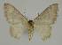  ( - BC EF Lep 02329)  @13 [ ] Copyright (2010) Unspecified Research Collection of Egbert Friedrich