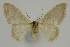  (Idaea simplexEF01 - BC EF Lep 02330)  @13 [ ] Copyright (2010) Unspecified Research Collection of Egbert Friedrich