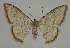  (Idaea coercita - BC EF Lep 02335)  @14 [ ] Copyright (2010) Unspecified Research Collection of Egbert Friedrich