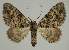  ( - BC EF Lep 02338)  @11 [ ] Copyright (2010) Unspecified Research Collection of Egbert Friedrich