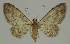  ( - BC EF Lep 02352)  @14 [ ] Copyright (2010) Unspecified Research Collection of Egbert Friedrich