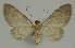  ( - BC EF Lep 02352)  @13 [ ] Copyright (2010) Unspecified Research Collection of Egbert Friedrich