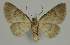  ( - BC EF Lep 02353)  @12 [ ] Copyright (2010) Unspecified Research Collection of Egbert Friedrich