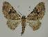  ( - BC EF Lep 02354)  @14 [ ] Copyright (2010) Unspecified Research Collection of Egbert Friedrich