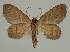  ( - BC EF Lep 02356)  @13 [ ] Copyright (2010) Unspecified Research Collection of Egbert Friedrich