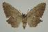  ( - BC EF Lep 02377)  @13 [ ] Copyright (2010) Unspecified Research Collection of Egbert Friedrich