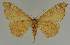  ( - BC EF Lep 02412)  @13 [ ] Copyright (2010) Unspecified Research Collection of Egbert Friedrich
