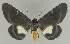  ( - BC EF Lep 02414)  @13 [ ] Copyright (2010) Unspecified Research Collection of Egbert Friedrich