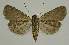  ( - BC EF Lep 02453)  @13 [ ] Copyright (2010) Unspecified Research Collection of Egbert Friedrich