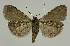  ( - BC EF Lep 02459)  @13 [ ] Copyright (2010) Unspecified Research Collection of Egbert Friedrich