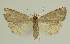  ( - BC EF Lep 02466)  @13 [ ] Copyright (2010) Unspecified Research Collection of Egbert Friedrich