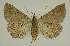  ( - BC EF Lep 02475)  @13 [ ] Copyright (2010) Unspecified Research Collection of Egbert Friedrich