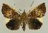  ( - BC EF Lep 02494)  @13 [ ] Copyright (2010) Unspecified Research Collection of Egbert Friedrich