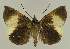  ( - BC EF Lep 02494)  @12 [ ] Copyright (2010) Unspecified Research Collection of Egbert Friedrich
