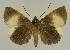  ( - BC EF Lep 02495)  @12 [ ] Copyright (2010) Unspecified Research Collection of Egbert Friedrich