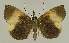  ( - BC EF Lep 02496)  @12 [ ] Copyright (2010) Unspecified Research Collection of Egbert Friedrich
