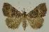  ( - BC EF Lep 02498)  @14 [ ] Copyright (2010) Unspecified Research Collection of Egbert Friedrich