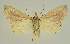  ( - BC EF Lep 02502)  @13 [ ] Copyright (2010) Unspecified Research Collection of Egbert Friedrich