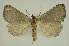  ( - BC EF Lep 02512)  @14 [ ] Copyright (2010) Unspecified Research Collection of Egbert Friedrich
