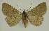  ( - BC EF Lep 02514)  @13 [ ] Copyright (2010) Unspecified Research Collection of Egbert Friedrich