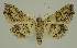  (Hypenagonia mesoscia PS1 - BC EF Lep 02523)  @14 [ ] Copyright (2010) Unspecified Research Collection of Egbert Friedrich