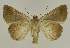  ( - BC EF Lep 02740)  @13 [ ] Copyright (2010) Unspecified Research Collection of Egbert Friedrich