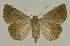  ( - BC EF Lep 02741)  @14 [ ] Copyright (2010) Unspecified Research Collection of Egbert Friedrich