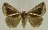  ( - BC EF Lep 02742)  @14 [ ] Copyright (2010) Unspecified Research Collection of Egbert Friedrich
