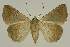  ( - BC EF Lep 02742)  @14 [ ] Copyright (2010) Unspecified Research Collection of Egbert Friedrich