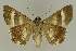  ( - BC EF Lep 02754)  @13 [ ] Copyright (2010) Unspecified Research Collection of Egbert Friedrich