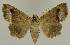  ( - BC EF Lep 02760)  @14 [ ] Copyright (2010) Unspecified Research Collection of Egbert Friedrich