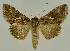  ( - BC EF Lep 02797)  @14 [ ] Copyright (2010) Unspecified Research Collection of Egbert Friedrich