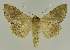  ( - BC EF Lep 02797)  @14 [ ] Copyright (2010) Unspecified Research Collection of Egbert Friedrich