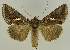  ( - BC EF Lep 02798)  @14 [ ] Copyright (2010) Unspecified Research Collection of Egbert Friedrich