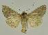  ( - BC EF Lep 02800)  @13 [ ] Copyright (2010) Unspecified Research Collection of Egbert Friedrich