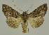  ( - BC EF Lep 02801)  @14 [ ] Copyright (2010) Unspecified Research Collection of Egbert Friedrich