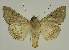  ( - BC EF Lep 02801)  @13 [ ] Copyright (2010) Unspecified Research Collection of Egbert Friedrich