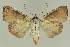  ( - BC EF Lep 02823)  @13 [ ] Copyright (2010) Unspecified Research Collection of Egbert Friedrich