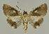  ( - BC EF Lep 02830)  @13 [ ] Copyright (2010) Unspecified Research Collection of Egbert Friedrich